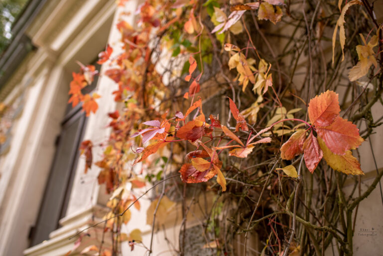 Herbst Blätter Rastede Palais