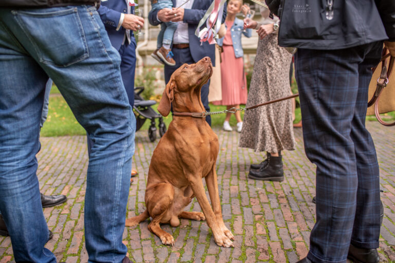 Hochzeit Hund