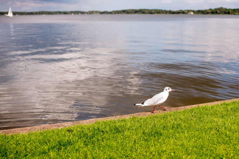 Zwischenahner Meer Bad Zwischenahn