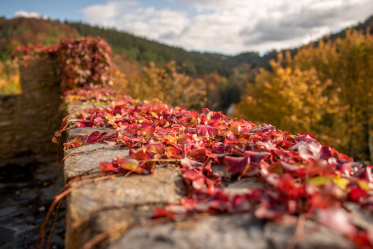 Hochzeit Burg Scharfenstein Hof Herbst