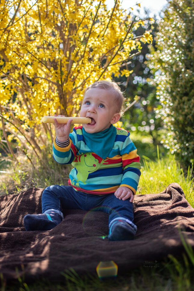 Familienshooting Nethen Forsythie Maisstange Kind