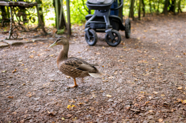 Hochzeit Shooting Bürgerpark Bremen