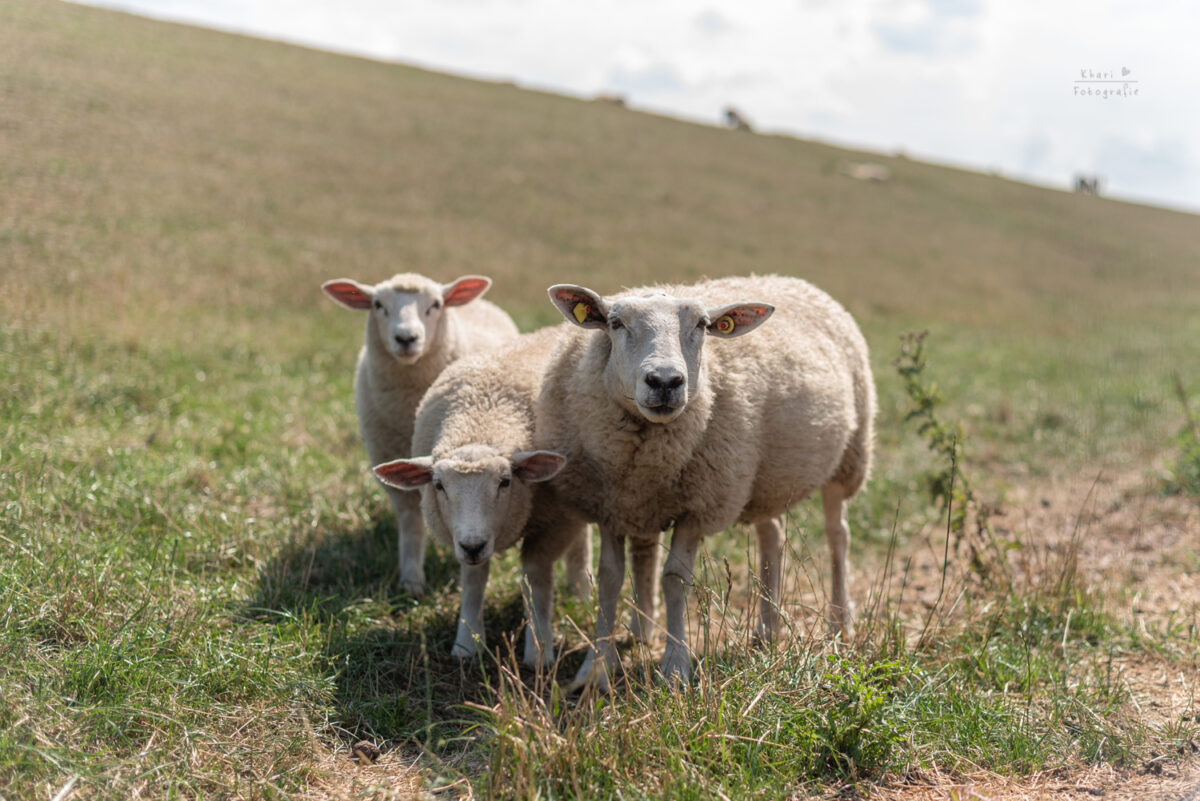 Melkhus Berne Hof Schuhmacher Hochzeit