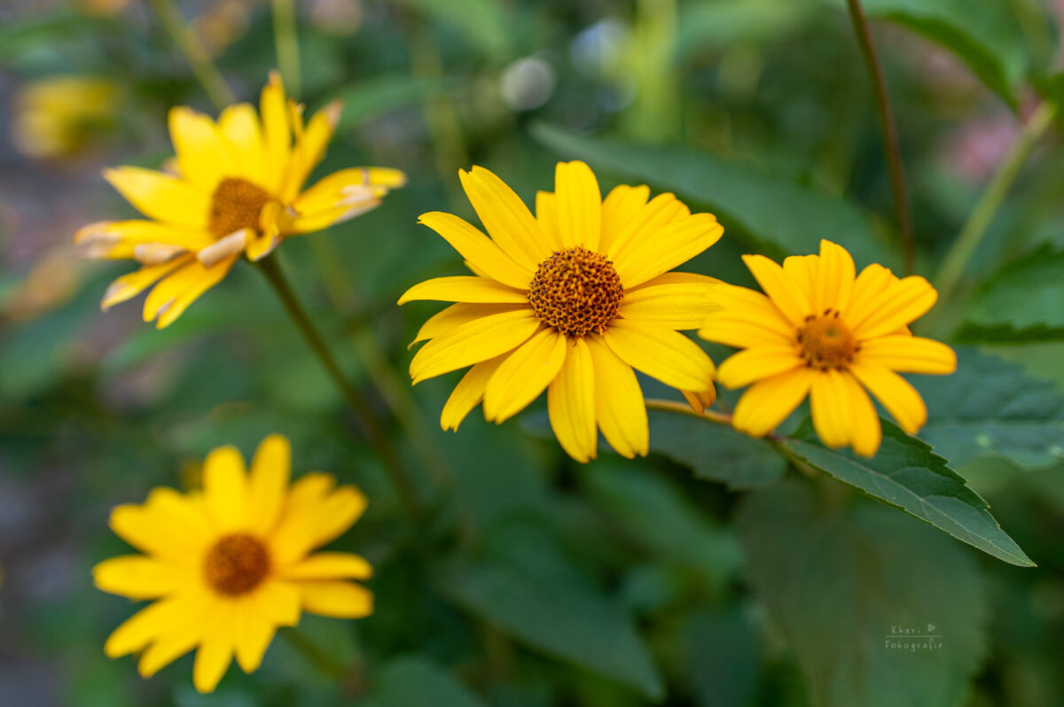Wassermühle Ostrittrum Hochzeit