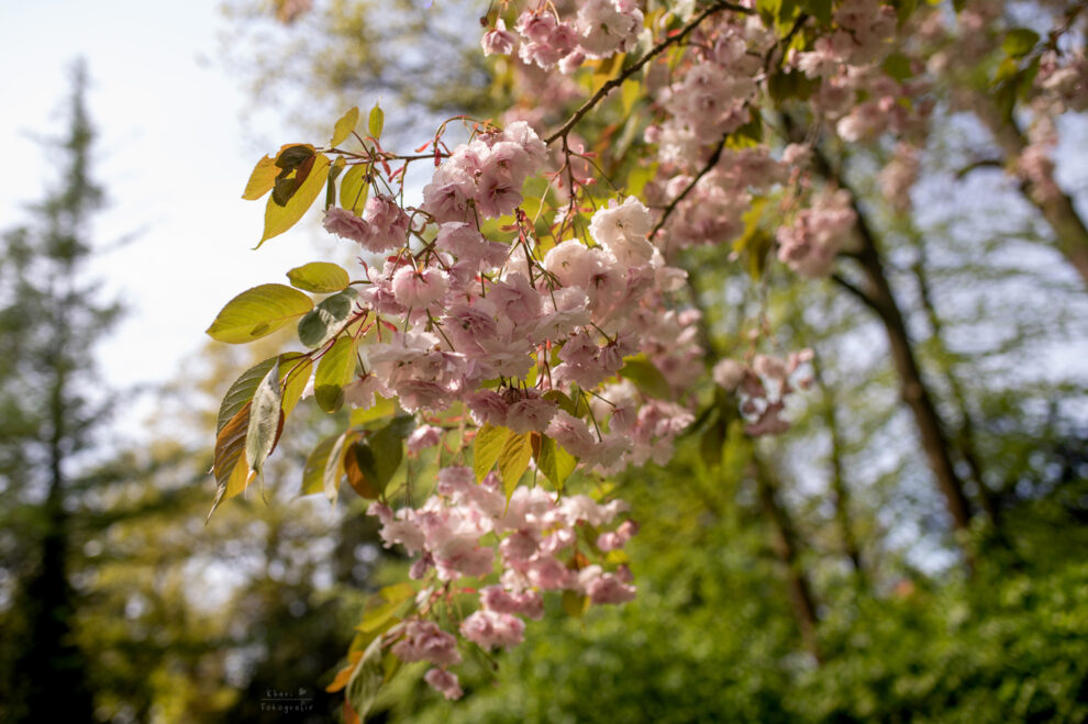 Hochzeit Oldenburg Schlossgarten Fotoshooting