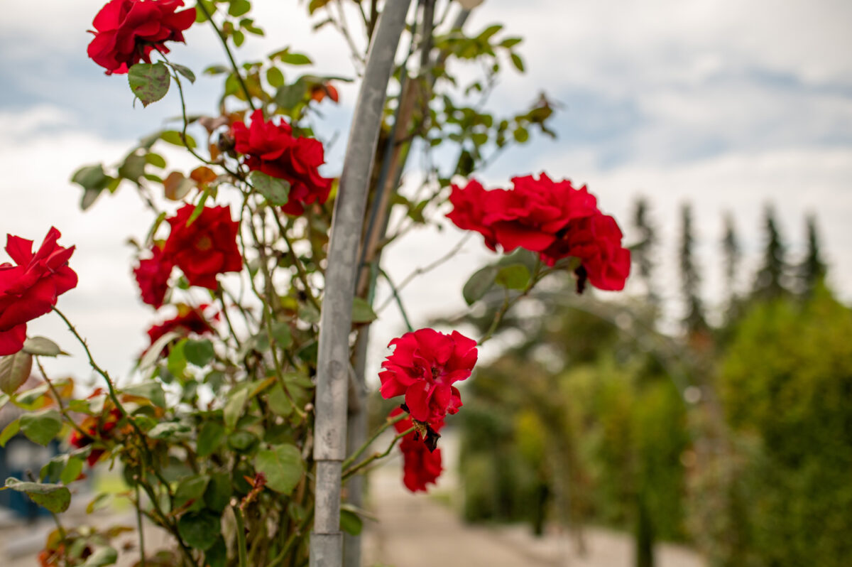 Schloss Köhlmoor Felde